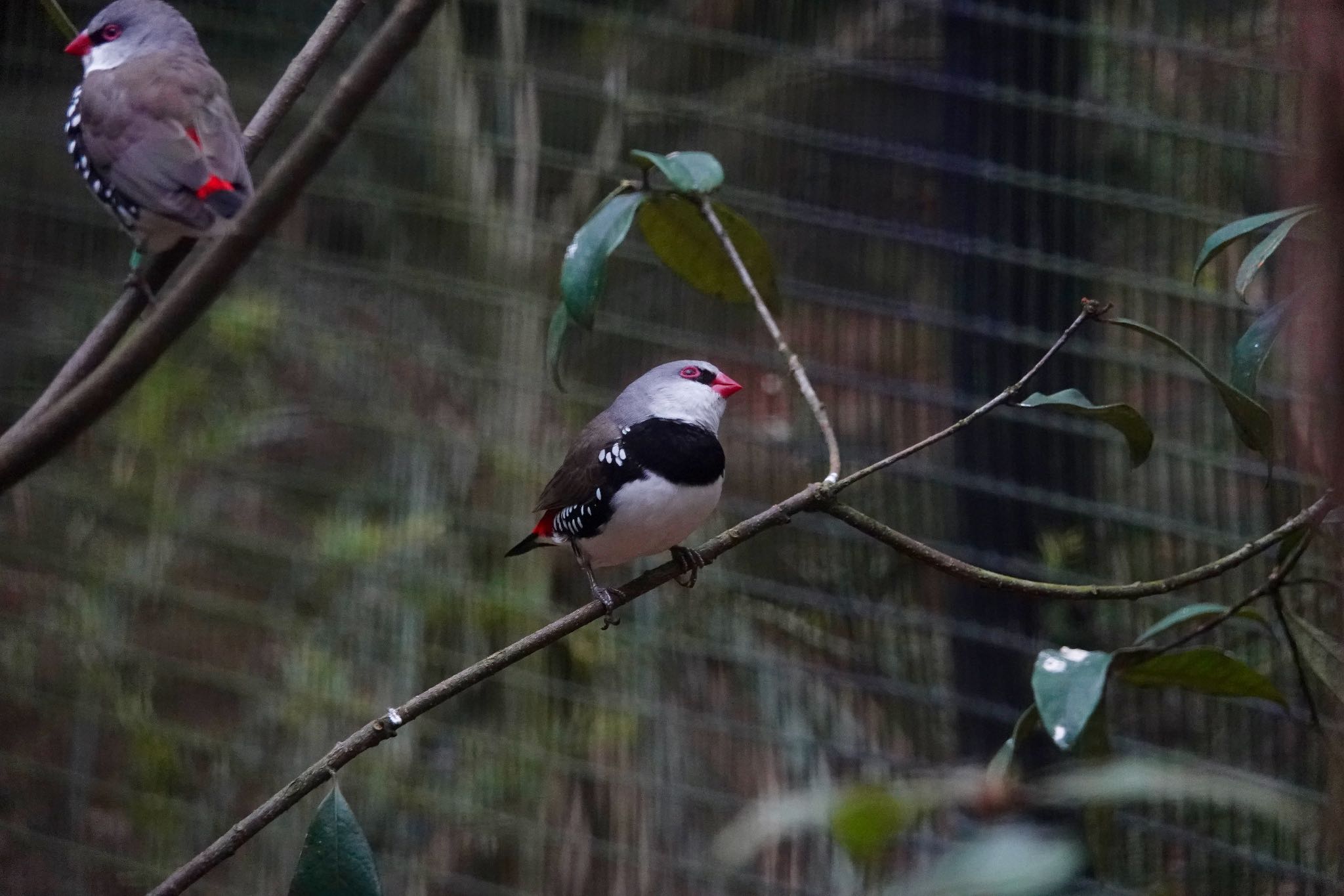 Photo of Diamond Firetail at Taronga Zoo Sydney  by のどか