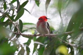 クレナイミツスイ シドニータロンガ動物園 2018年7月2日(月)