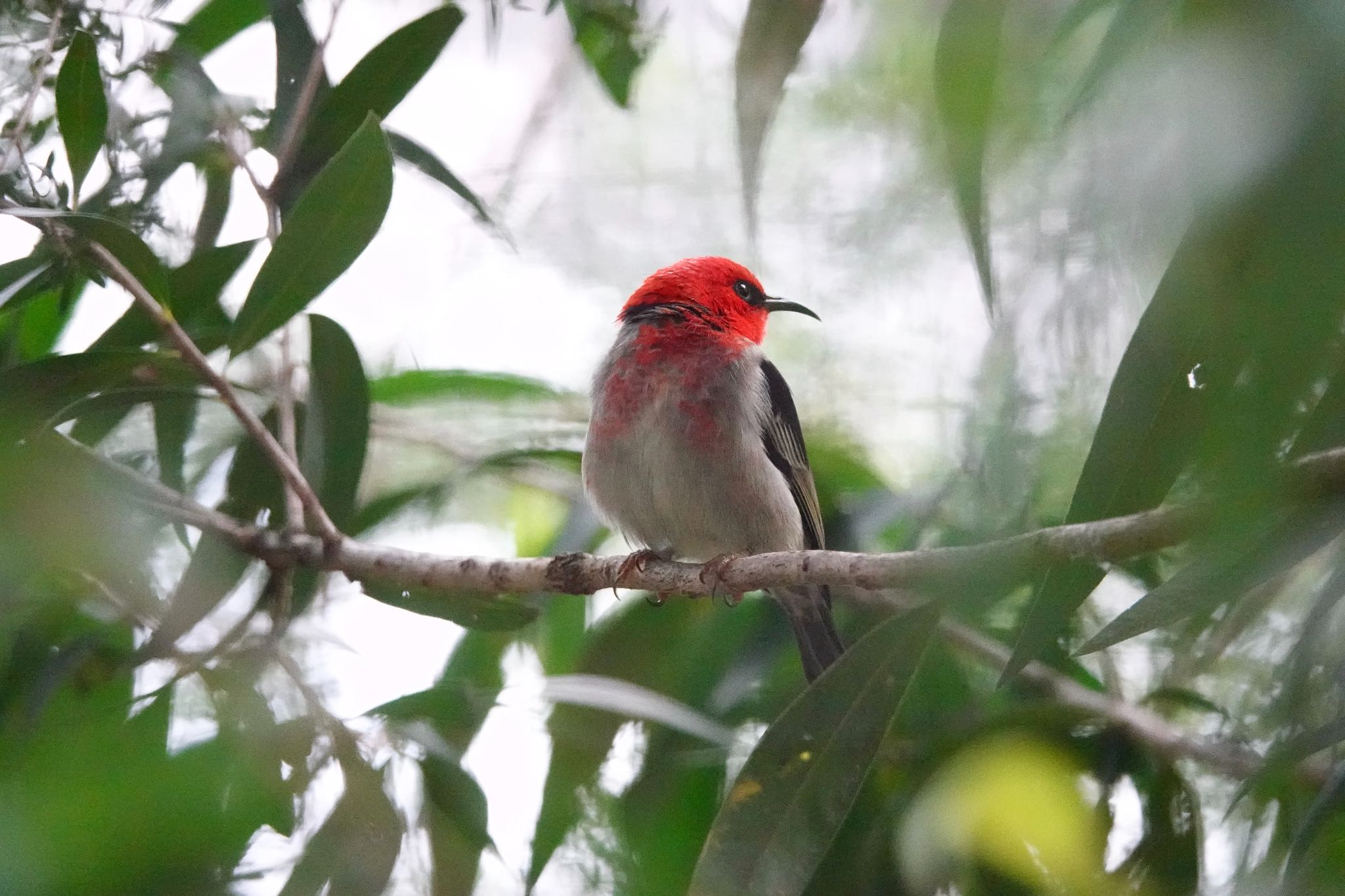 Photo of Scarlet Myzomela at Taronga Zoo Sydney  by のどか