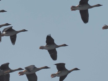 オオヒシクイ 湖北野鳥センター 2023年12月9日(土)