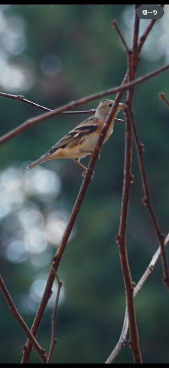 Brambling Hayatogawa Forest Road Sun, 12/10/2023