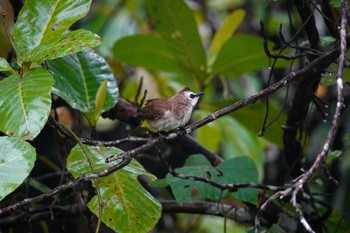 Yellow-vented Bulbul Rifle Range Nature Park Tue, 3/21/2023