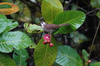 Yellow-vented Bulbul Rifle Range Nature Park Tue, 3/21/2023