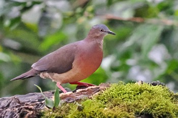 Tolima Dove