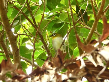 Japanese White-eye(loochooensis) Iriomote Island(Iriomotejima) Fri, 11/24/2023