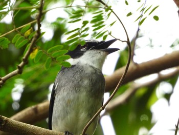 Ryukyu Minivet Iriomote Island(Iriomotejima) Fri, 11/24/2023