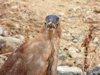 Malayan Night Heron Ishigaki Island Sat, 11/25/2023