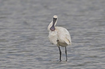 Black-faced Spoonbill Isanuma Mon, 12/11/2023