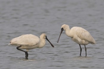 Black-faced Spoonbill Isanuma Mon, 12/11/2023