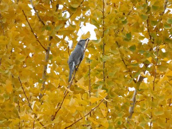 Mon, 12/11/2023 Birding report at 平和の森公園、妙正寺川