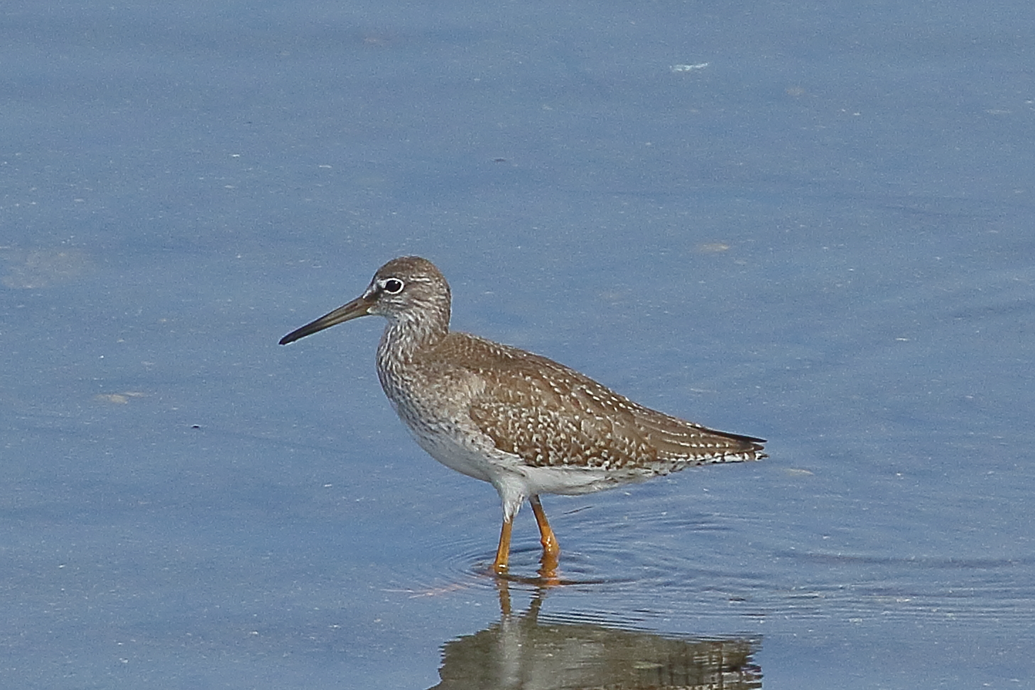 Photo of Common Redshank at  by じん