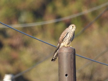 2023年12月9日(土) 四万川の野鳥観察記録