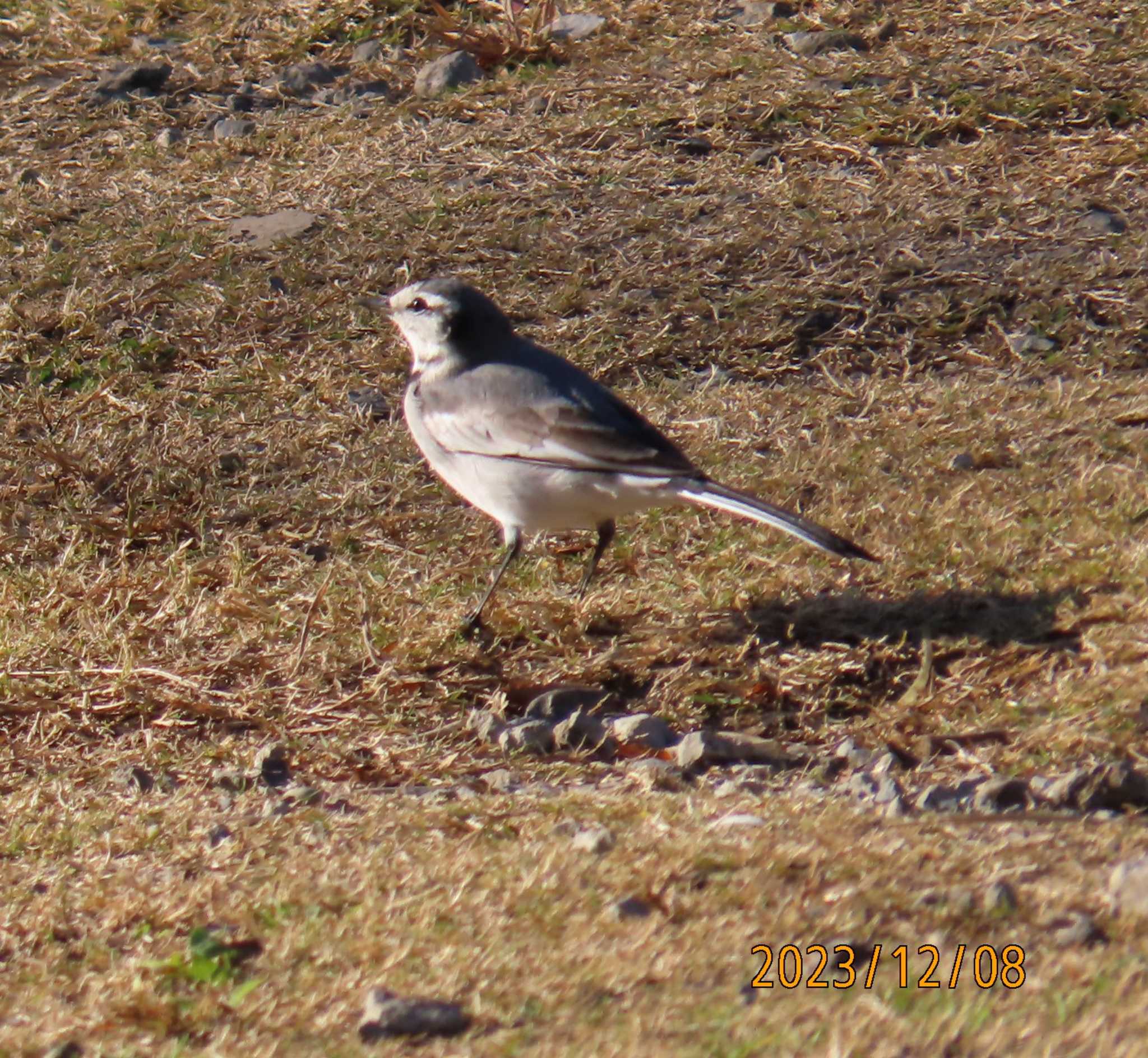 Photo of Wagtail at Kasai Rinkai Park by チョコレート