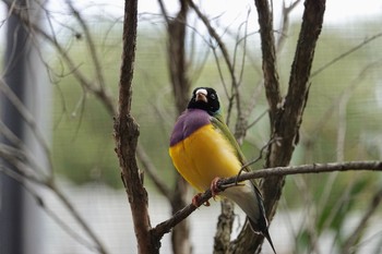 Gouldian Finch Taronga Zoo Sydney  Mon, 7/2/2018