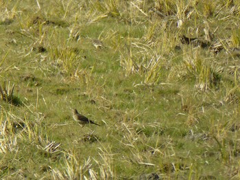 2023年12月11日(月) 大阪府高槻市の野鳥観察記録