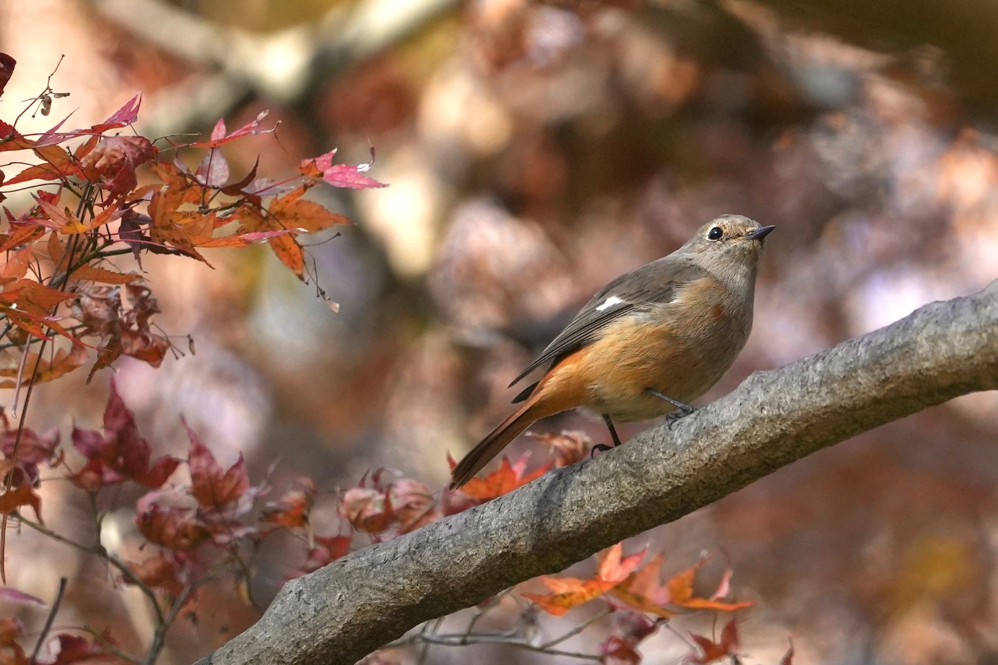 Photo of Daurian Redstart at Kyoto Gyoen by Rikaooooo