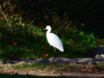 コサギ 泉の森公園 2023年12月10日(日)