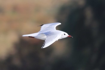 ユリカモメ 多摩川 2023年12月9日(土)