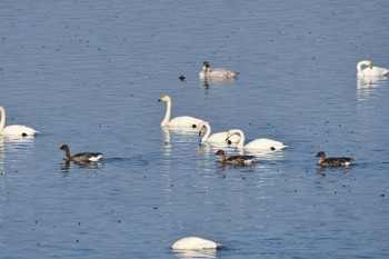 2023年12月9日(土) 伊豆沼の野鳥観察記録