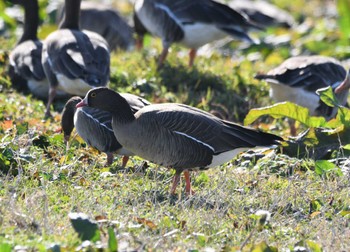 Sat, 12/9/2023 Birding report at 宮城県登米市