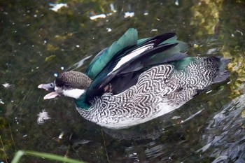 Green Pygmy Goose Taronga Zoo Sydney  Mon, 7/2/2018