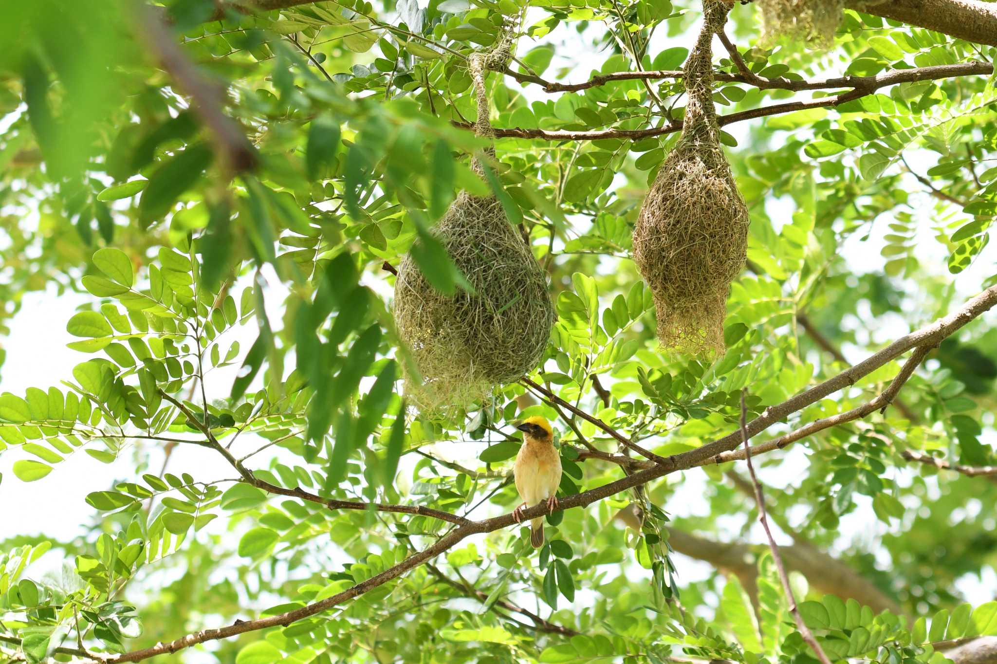 タイ キムネコウヨウジャクの写真 by あひる