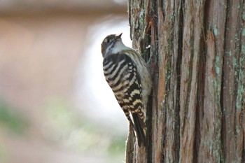 Japanese Pygmy Woodpecker Tomakomai Experimental Forest Sun, 12/10/2023