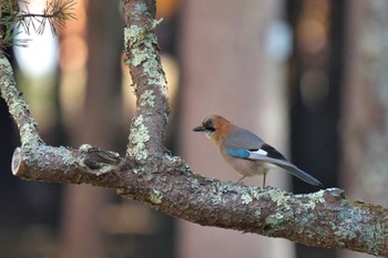 Eurasian Jay(brandtii) Tomakomai Experimental Forest Sun, 12/10/2023