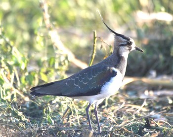 Northern Lapwing 平塚田んぼ Sun, 12/10/2023