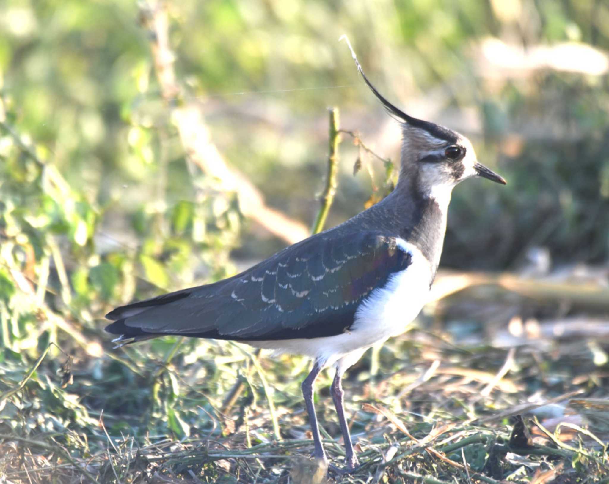 Photo of Northern Lapwing at 平塚田んぼ by TOM57