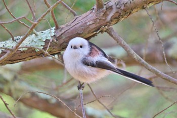 Long-tailed tit(japonicus) Tomakomai Experimental Forest Sun, 12/10/2023