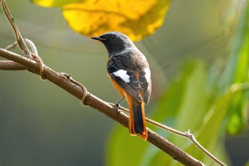 Daurian Redstart 名城公園 Thu, 12/7/2023