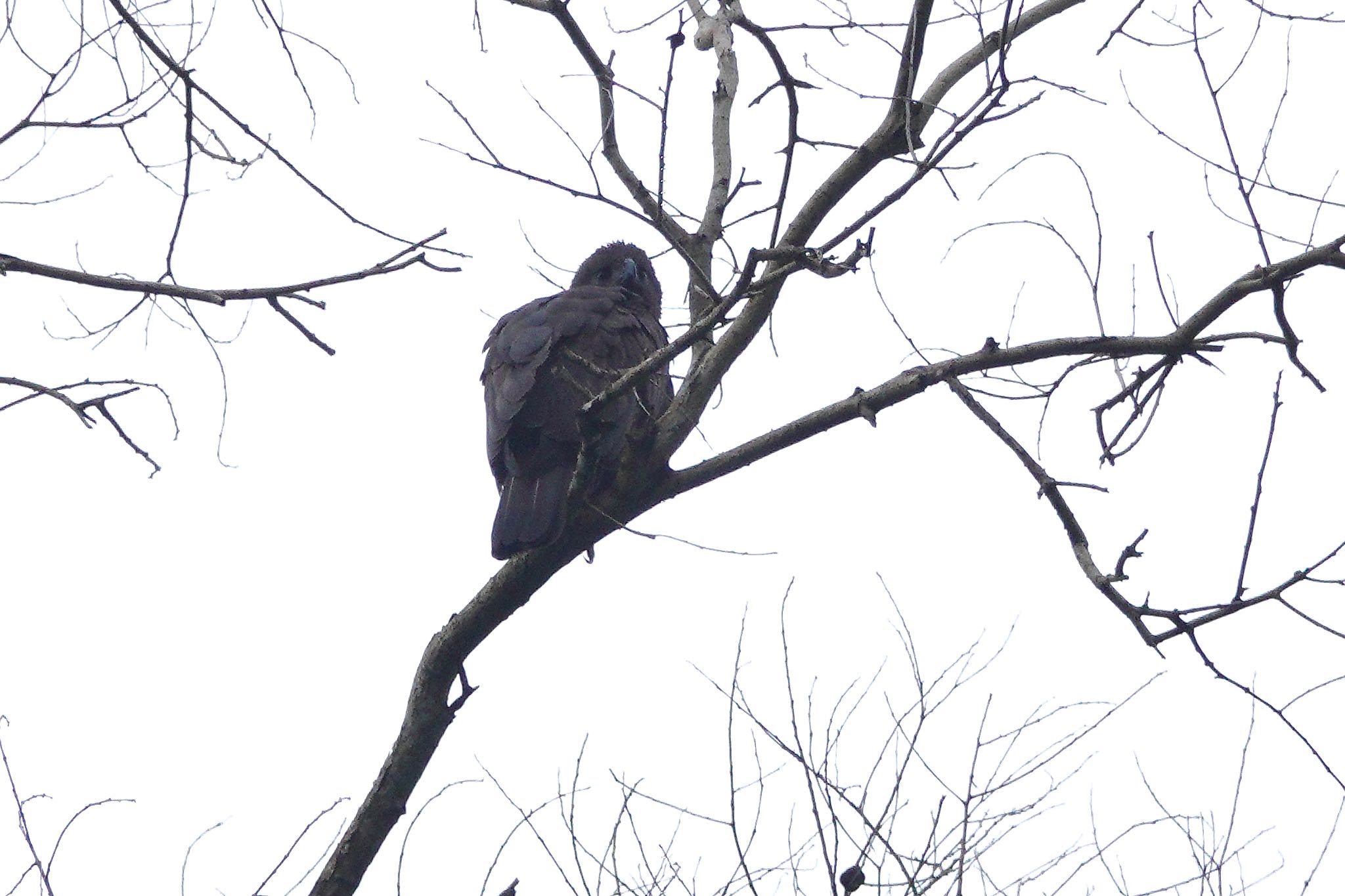 Changeable Hawk-Eagle