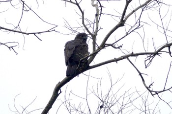 Changeable Hawk-Eagle Rifle Range Nature Park Tue, 3/21/2023