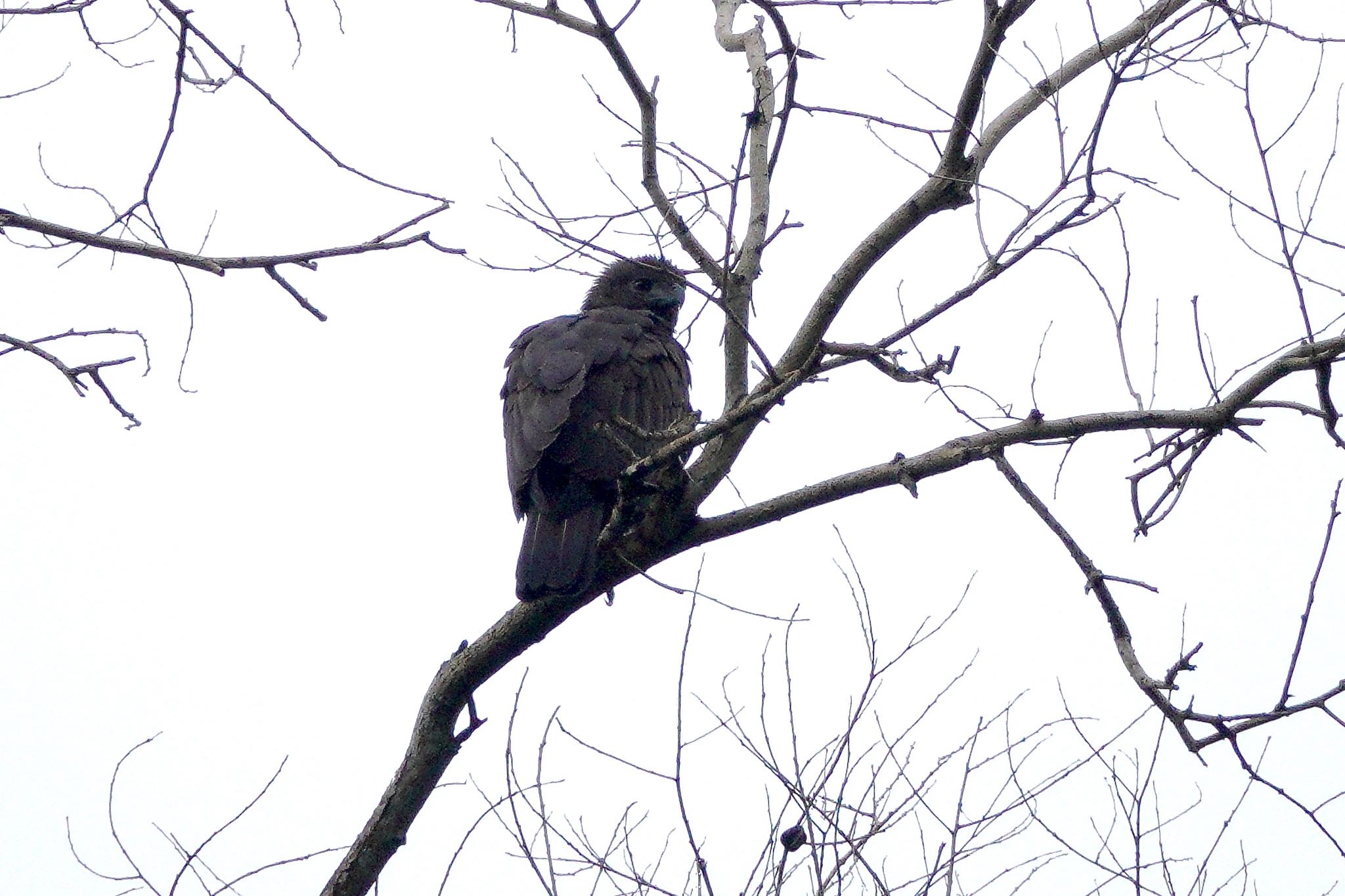 Changeable Hawk-Eagle