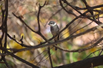 Ryukyu Minivet Shakujii Park Sat, 12/9/2023