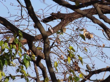 2023年12月10日(日) 多摩川の野鳥観察記録