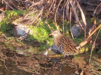 2023年12月9日(土) 多摩川の野鳥観察記録