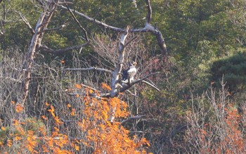 オオワシ 湖北野鳥センター 2023年12月9日(土)