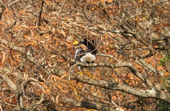 オオワシ 湖北野鳥センター 2023年12月9日(土)