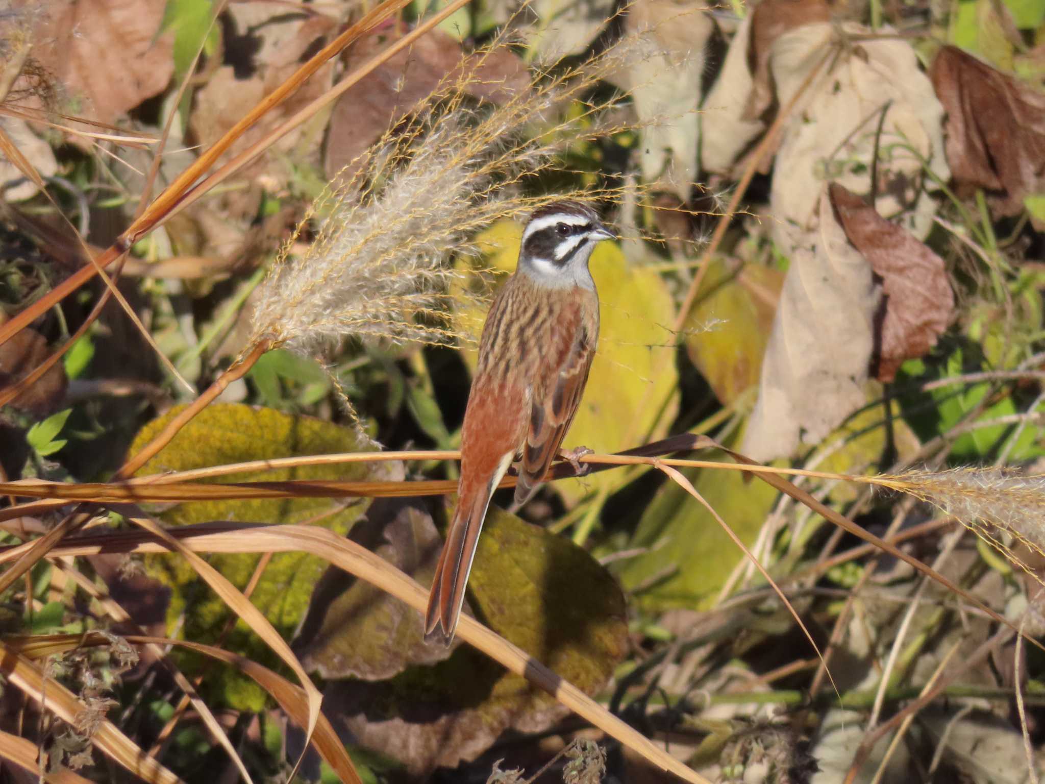 Meadow Bunting