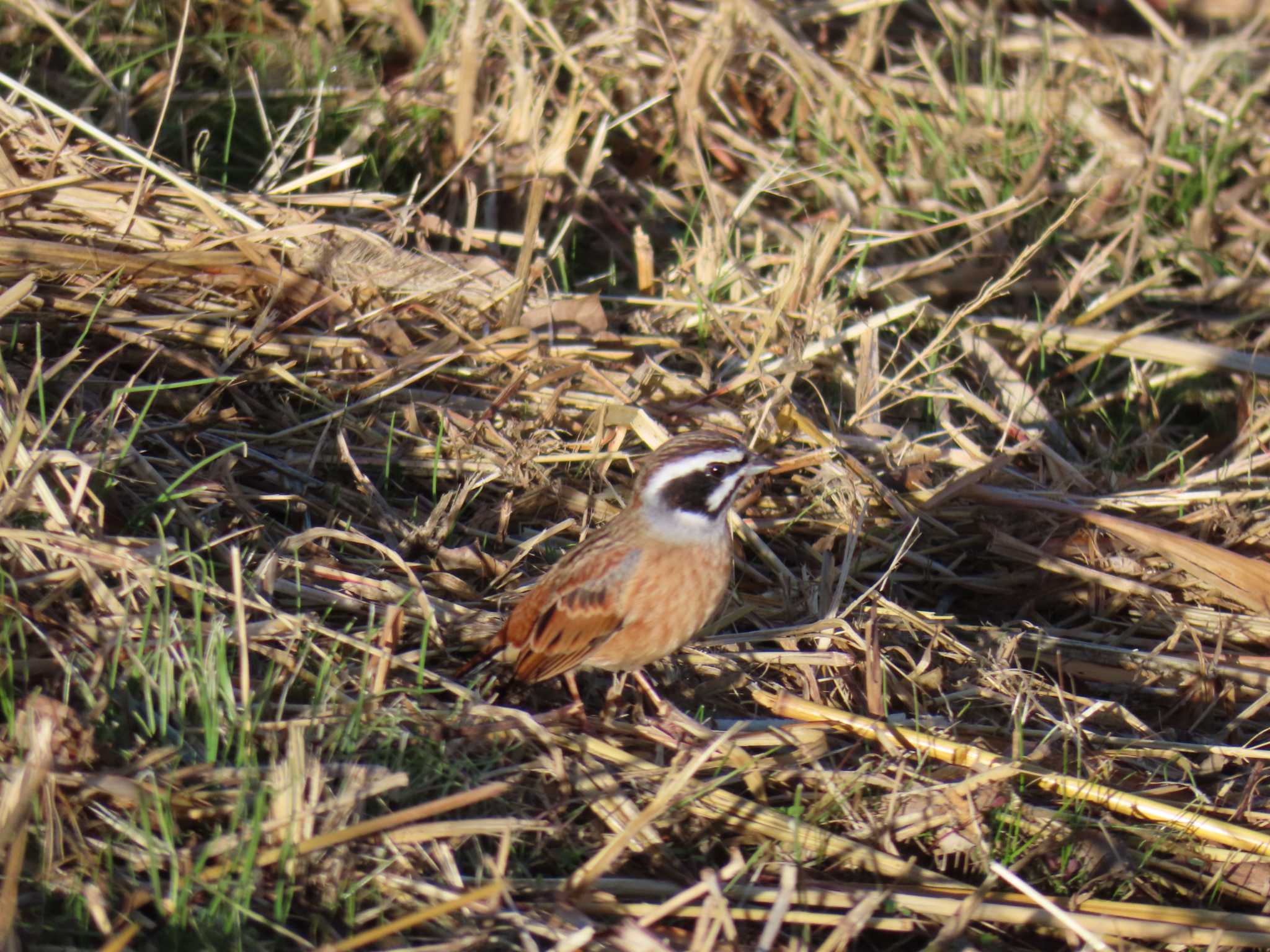 Meadow Bunting