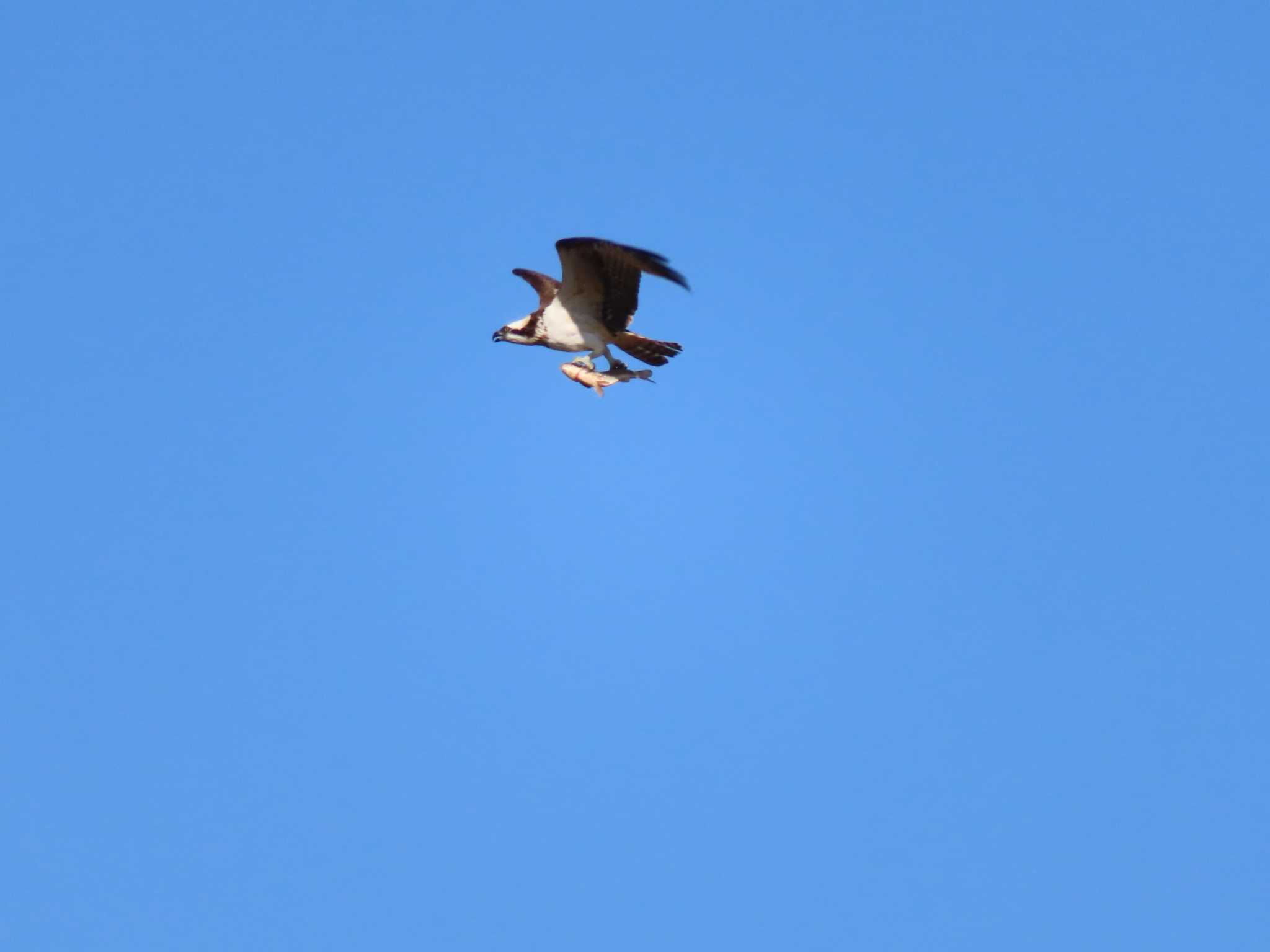 Osprey