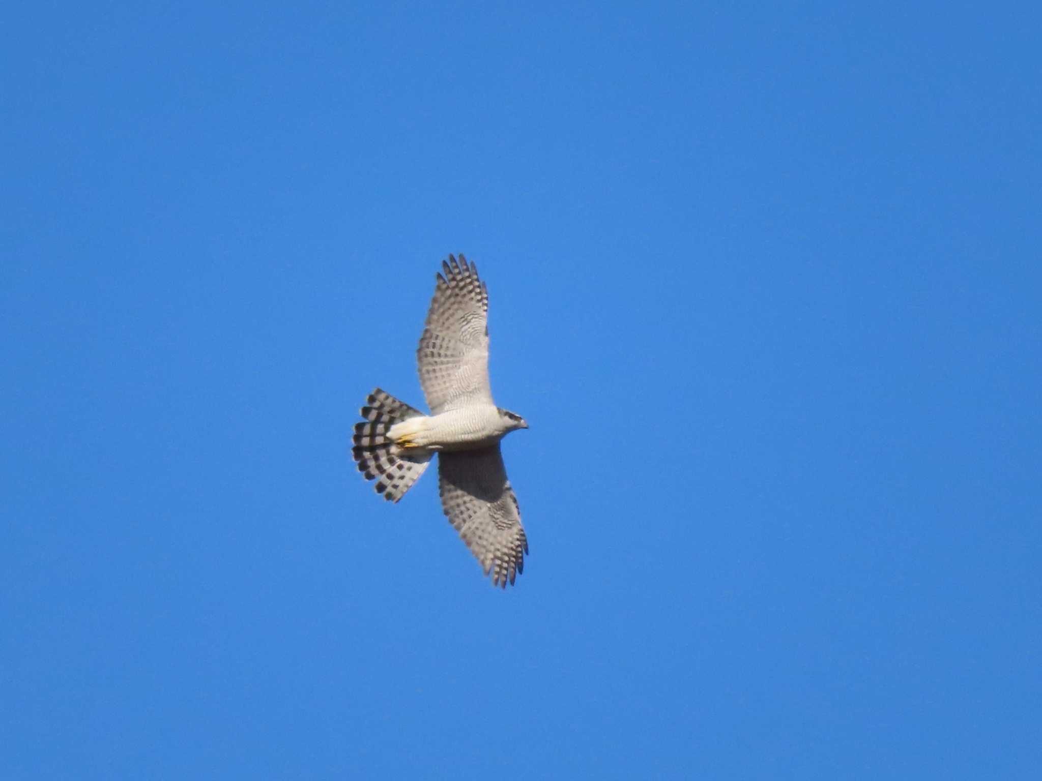 Eurasian Goshawk