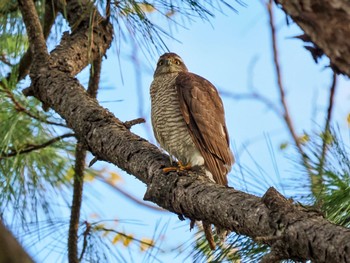 2023年12月1日(金) 葛西臨海公園の野鳥観察記録