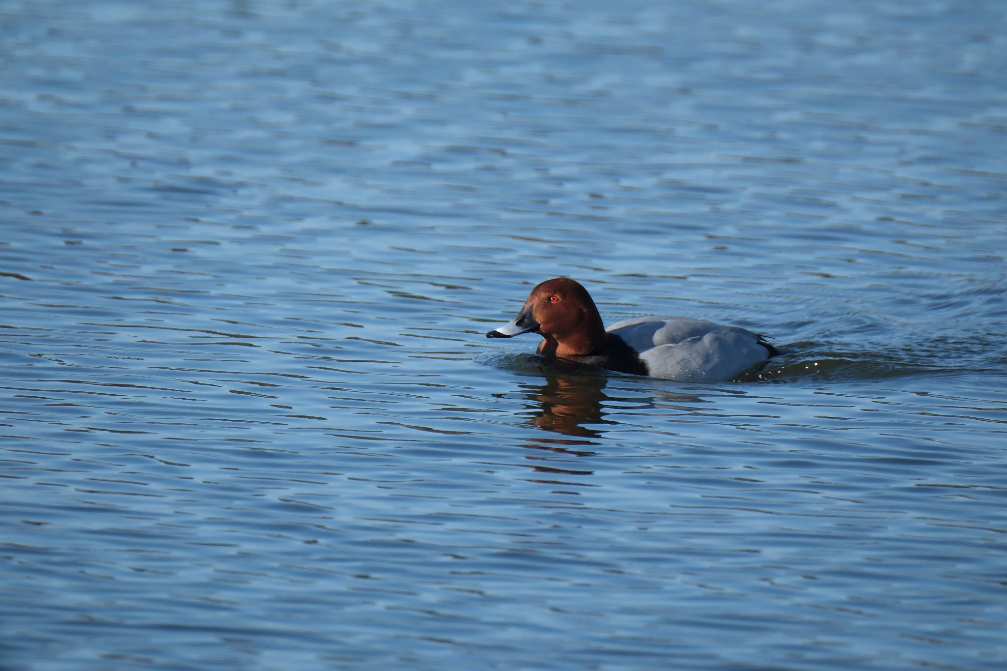 Photo of Common Pochard at 門池公園(沼津市) by ポン介