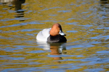 Common Pochard 門池公園(沼津市) Sat, 12/9/2023