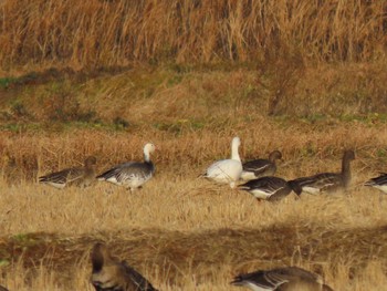 2023年12月11日(月) 伊豆沼の野鳥観察記録