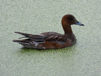 Eurasian Wigeon Yoron Island Tue, 10/16/2018