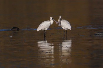 2023年12月9日(土) 伊佐沼の野鳥観察記録